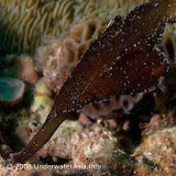 Ghost Pipefish